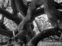 2024-08-28DSCF8058France - Bretagne, un arbre qui fait des noeuds